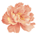 Peony flower