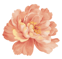 Peony flower