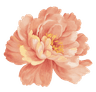 Peony flower