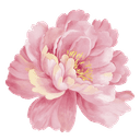 Peony flower