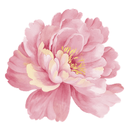 Peony flower