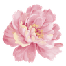 Peony flower