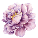 Peony flower