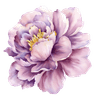 Peony flower